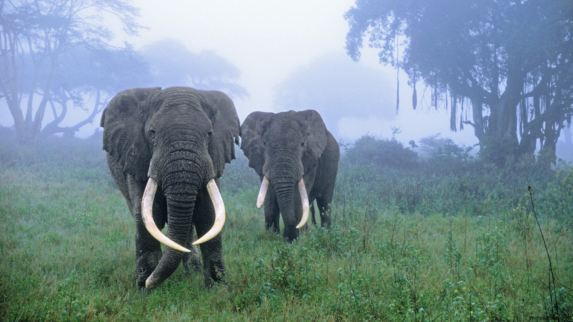 Коллекция изображений "Слон в тумане"