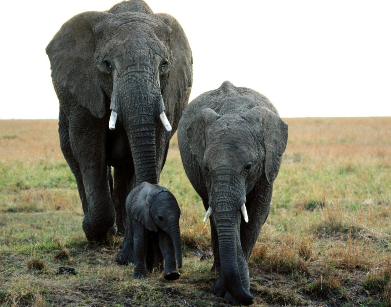 Коллекция изображений "Дружная семья слонов"