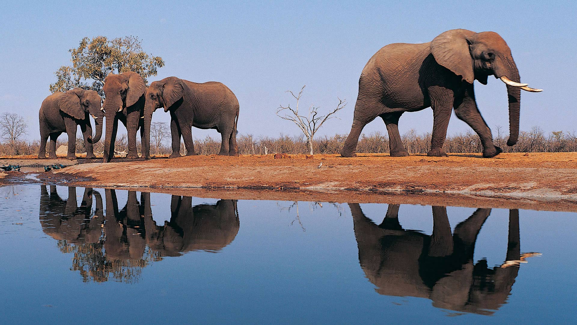 Коллекция изображений "Слоны на водопое"