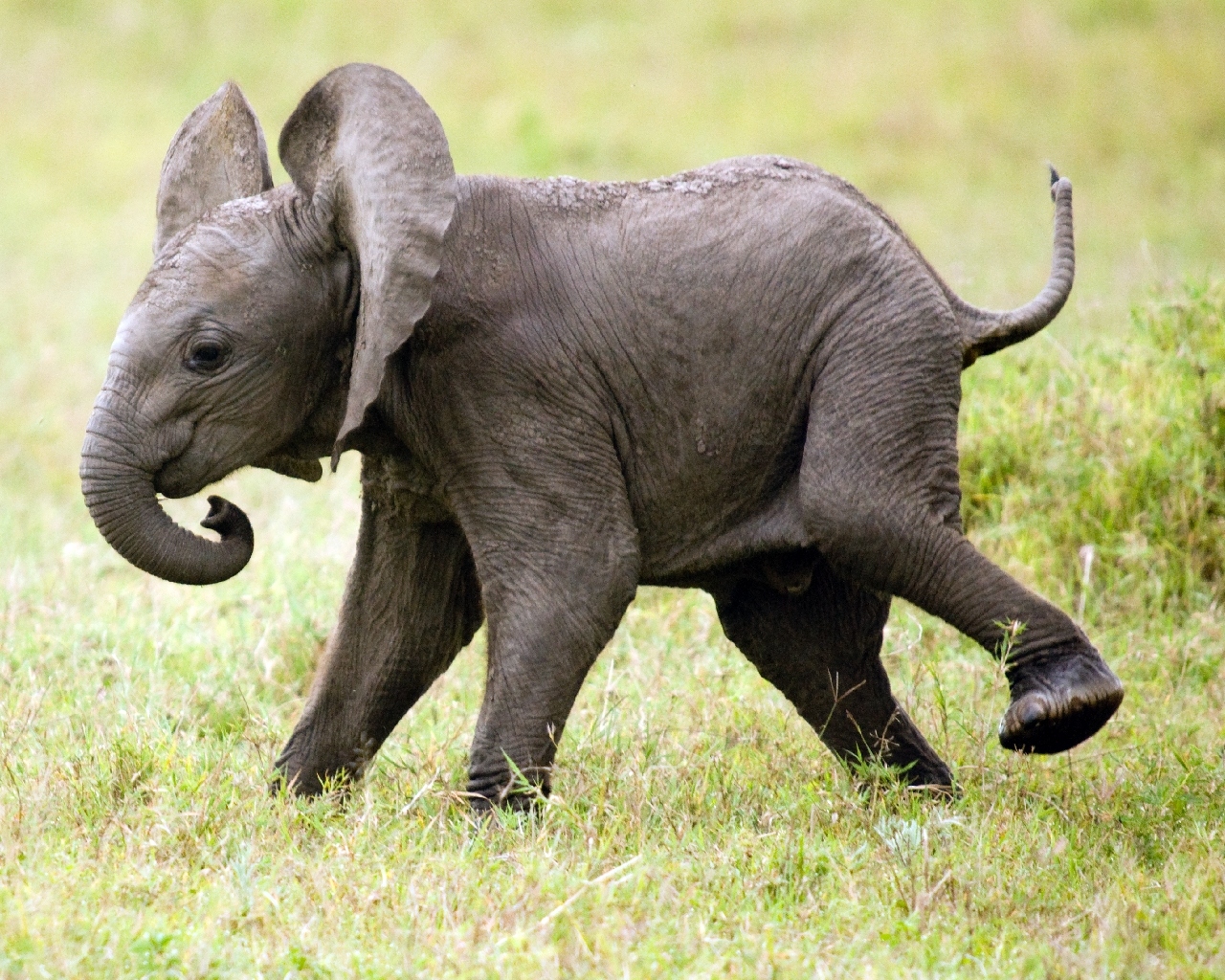 Коллекция изображений "Африканские слонята"