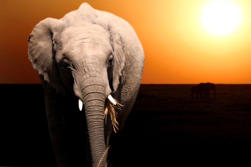 Коллекция Изображений "Слоны на закате"