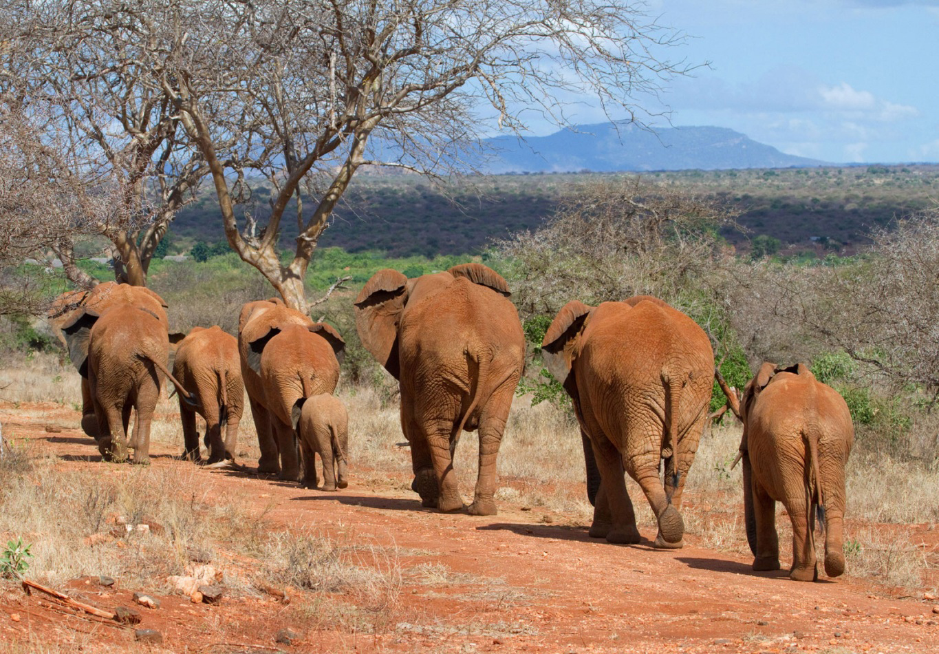 Коллекция изображений "Стадо Африканских слонов"
