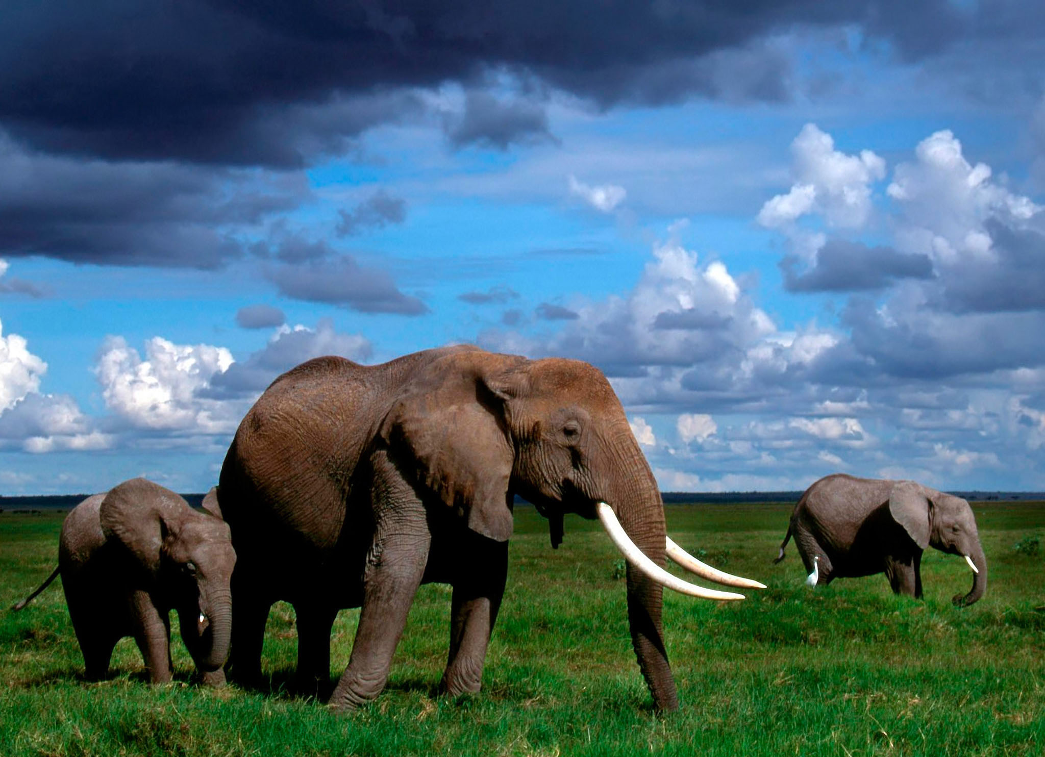 Коллекция изображений "Слоны в зеленой траве"