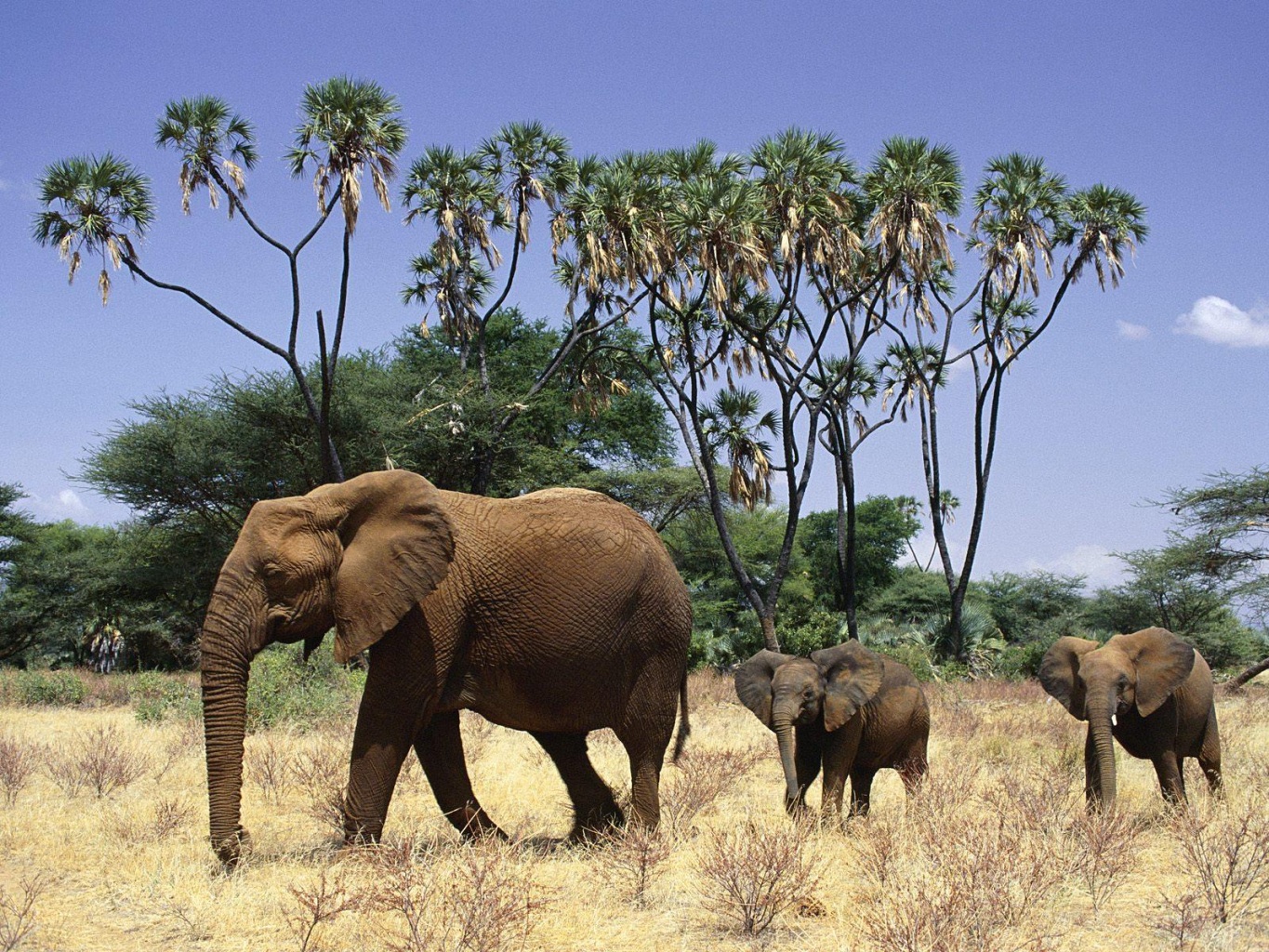 Коллекция изображений "Слоны на осеннем лугу"