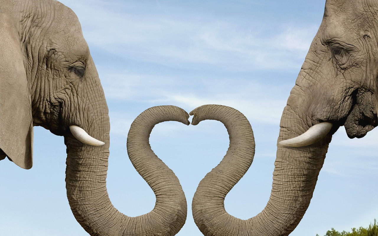Коллекция изображений "Влюбленные слоники"