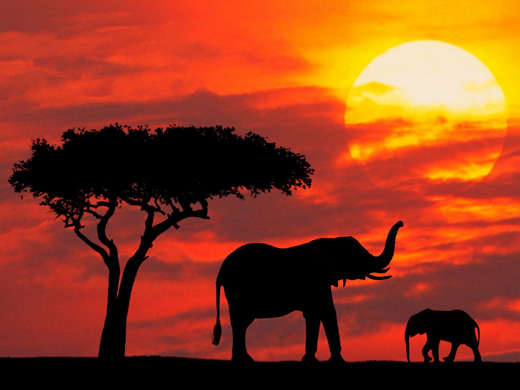 Коллекция изображений "Индийский слон на закате"